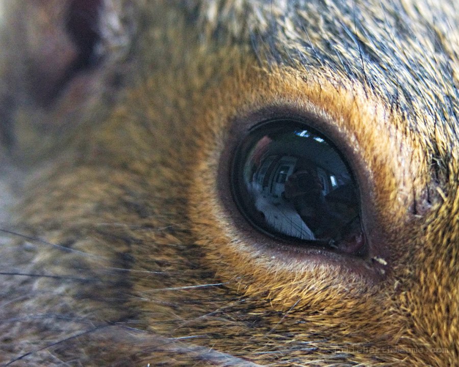 oeil-cachou modifiée