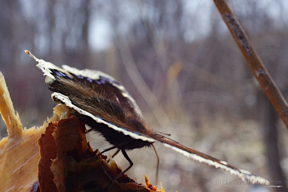 IMGP1846 modifiée-1.tifjulie-berthiaume