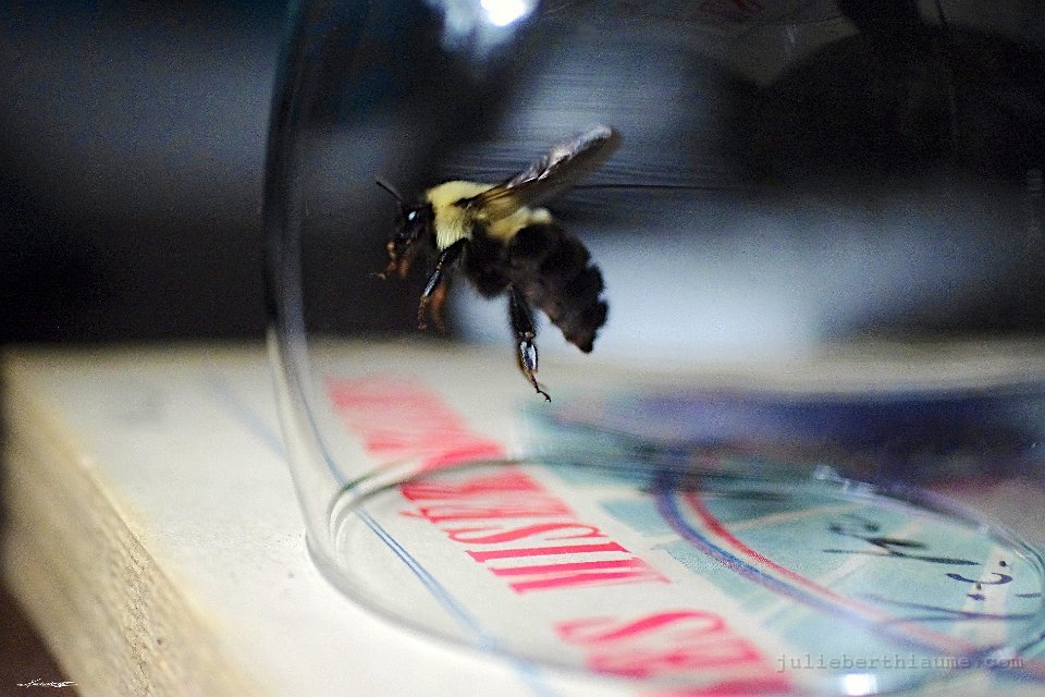 IMGP7202 modifiée-1.tifjulie-berthiaume