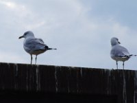 IMGP1042