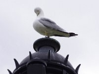 IMGP7827