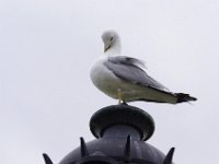 IMGP7838
