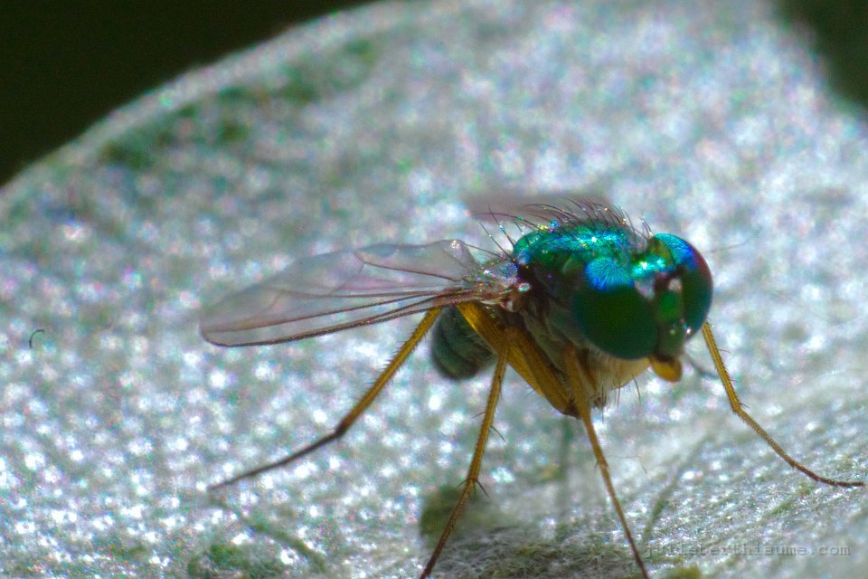 imgp7326 modifiée