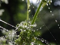IMGP1973 goutte