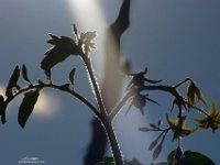Tomates