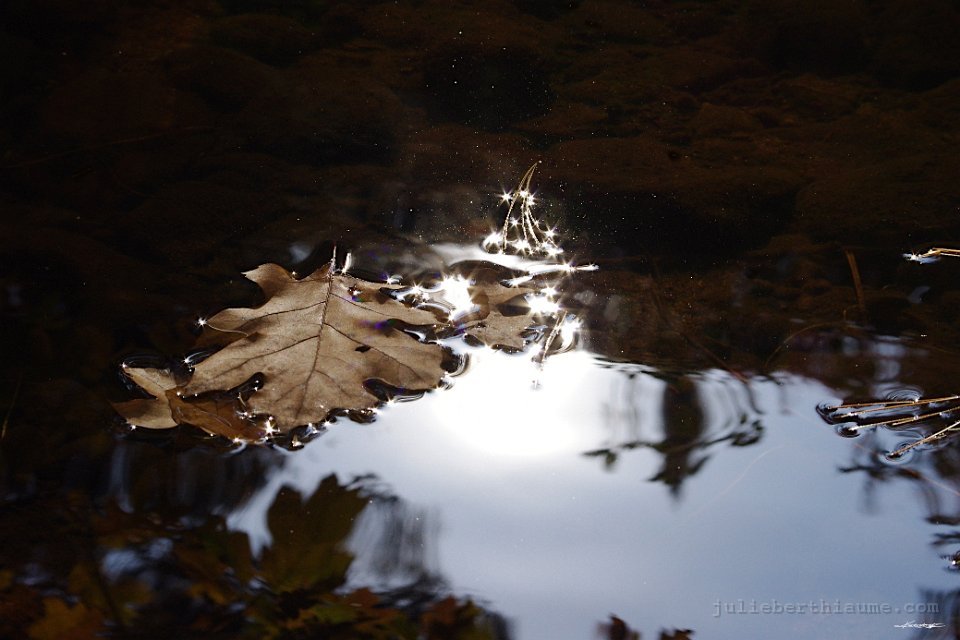 IMGP8345.automne