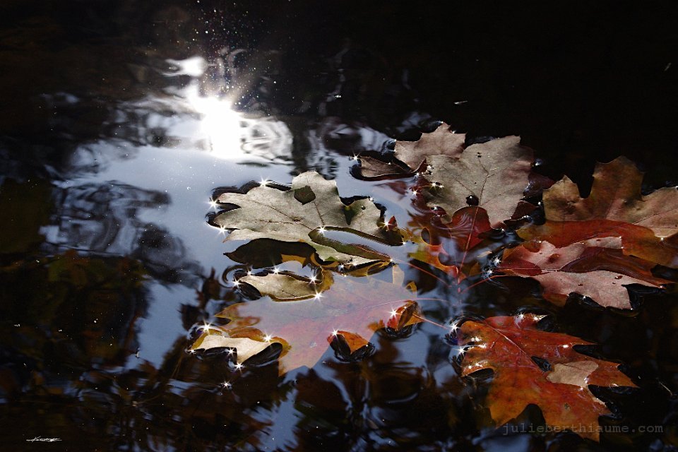 IMGP8349.automne