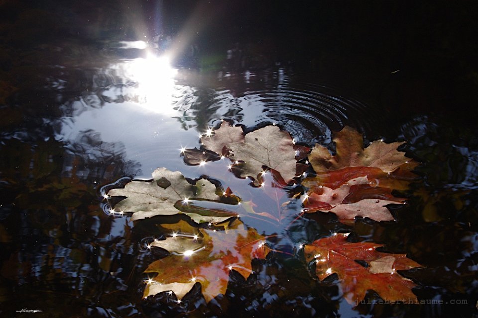 IMGP8352.automne