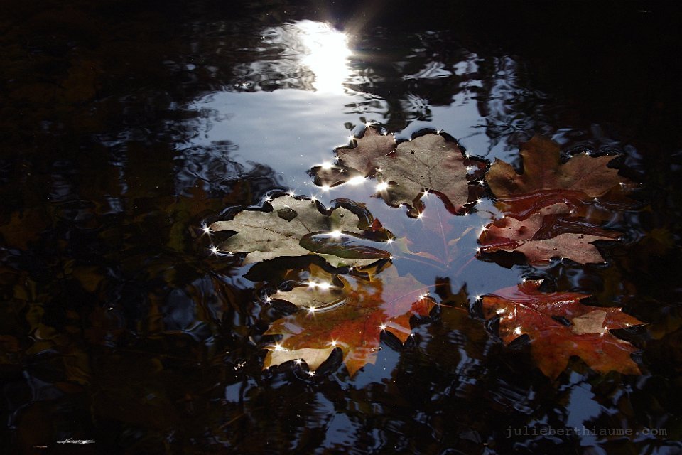 IMGP8353.automne