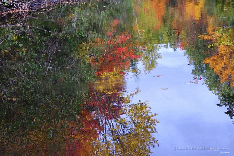 IMGP8490.automne