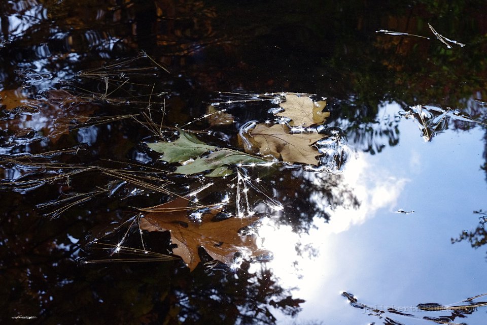 IMGP8590.automne