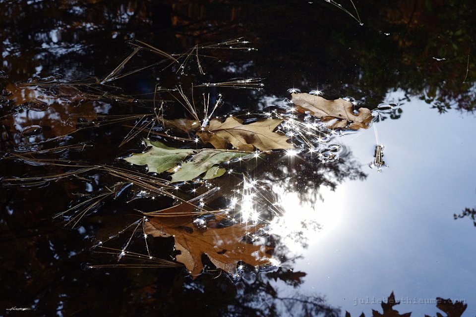 IMGP8604.automne