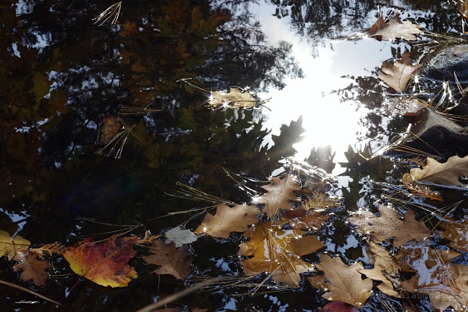 IMGP8606.automne