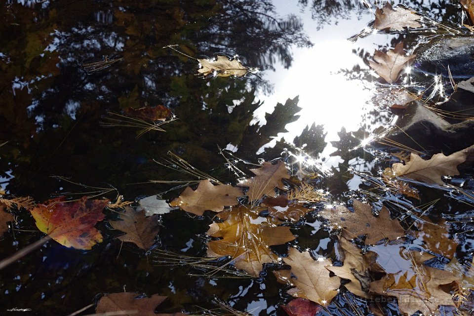 IMGP8610.automne