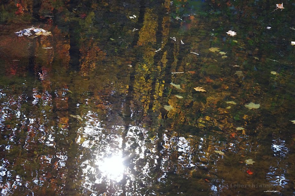 IMGP8632.automne