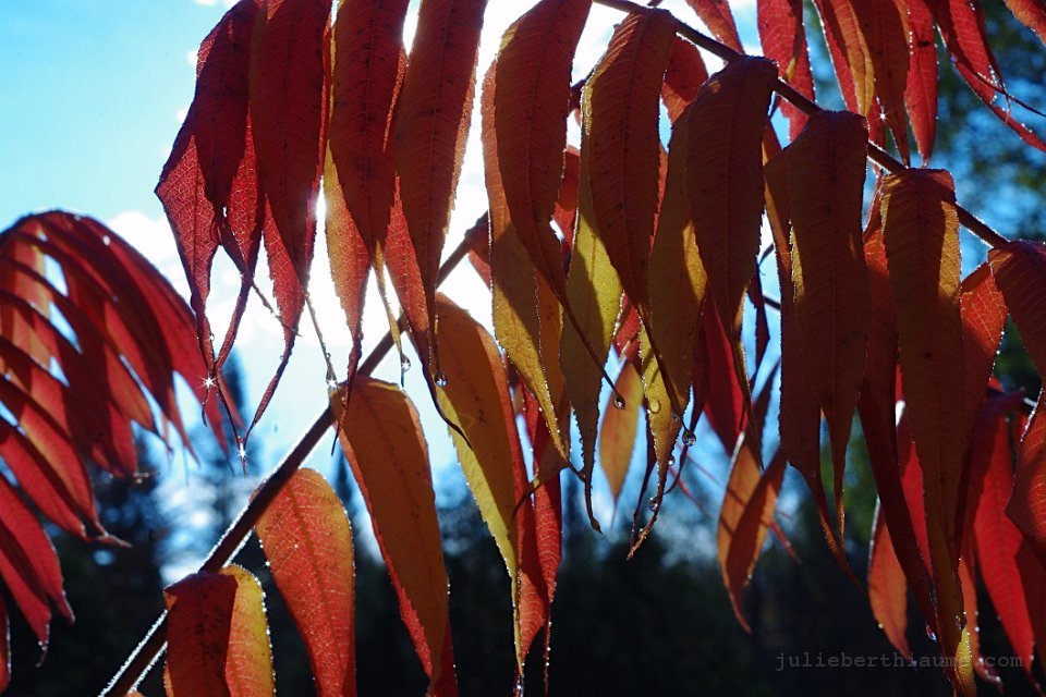 IMGP8860.automne