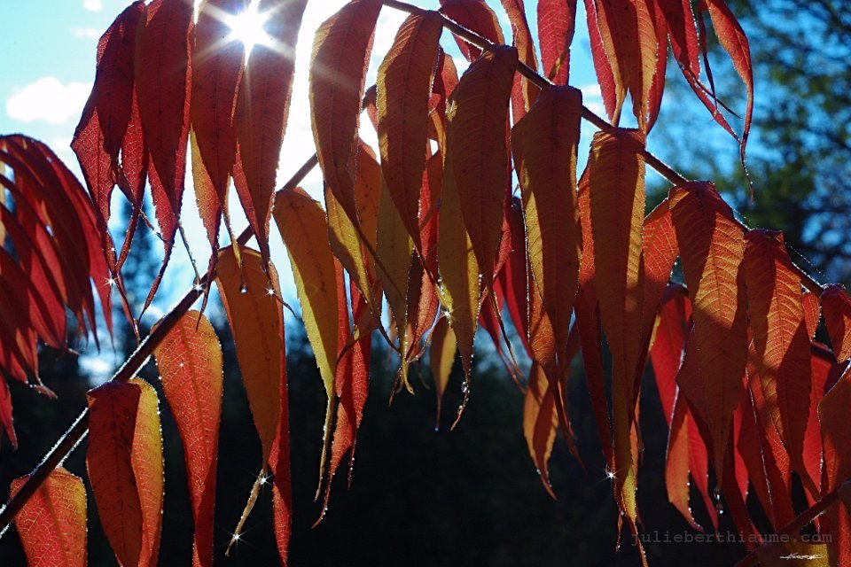 IMGP8862.automne