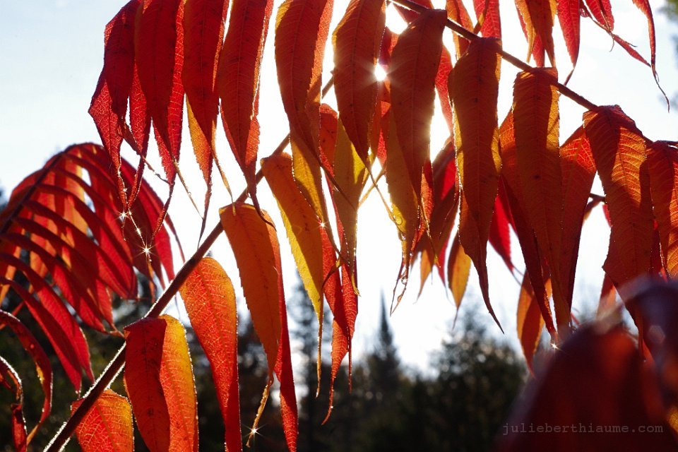 IMGP8863.automne