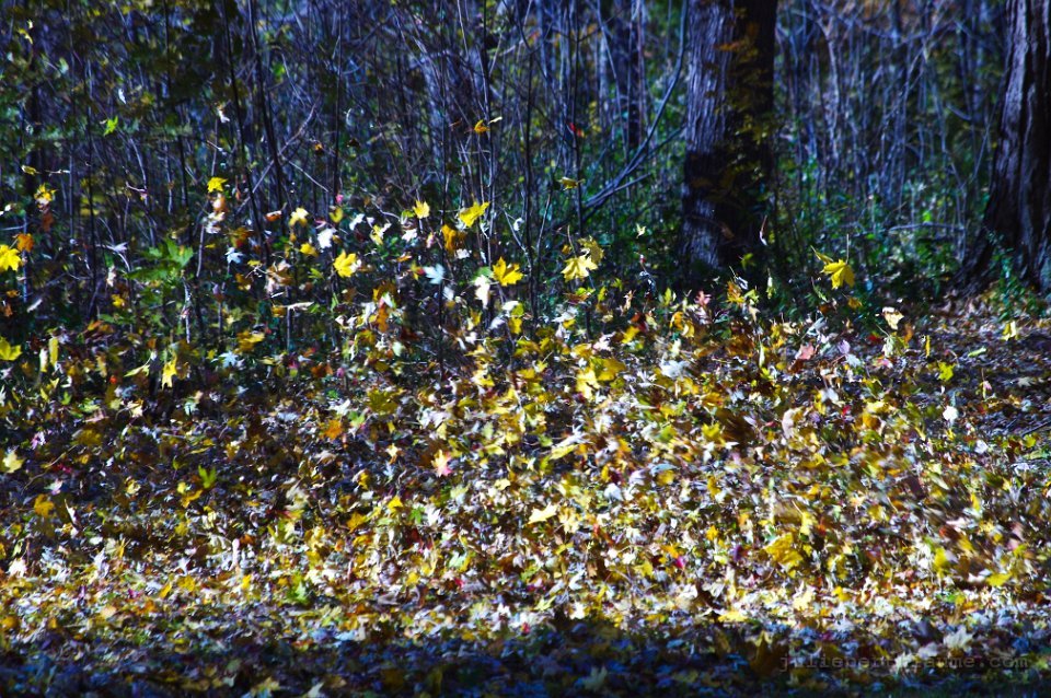 imgp0761