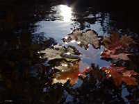 IMGP8353.automne