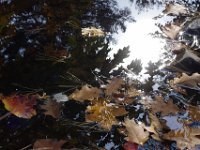 IMGP8610.automne