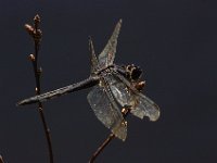 IMGP9353.jpg
