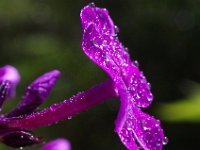 IMGP3977