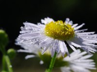 IMGP4119