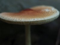 IMGP7394