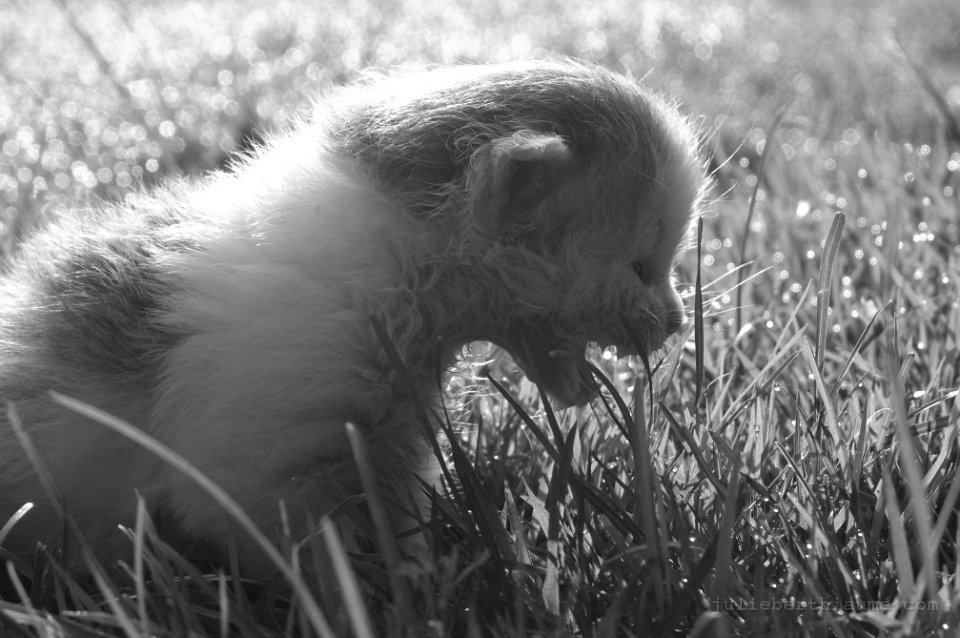 IMGP2482-edited