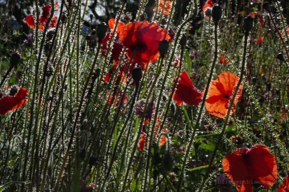 IMGP0347