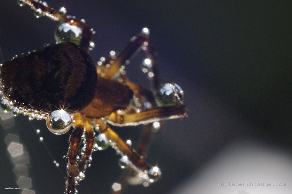 IMGP1686 grande-dame