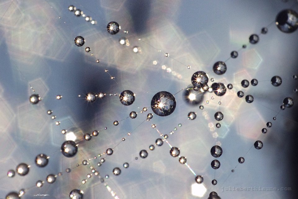 IMGP2718 gouttes-etoiles