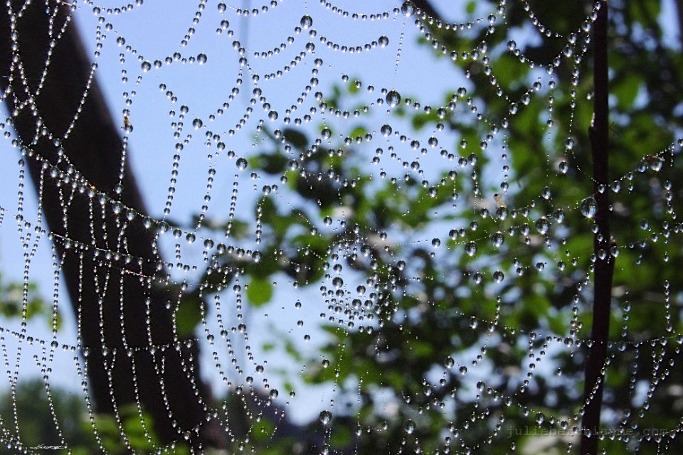 IMGP2740 toile-de-bleu