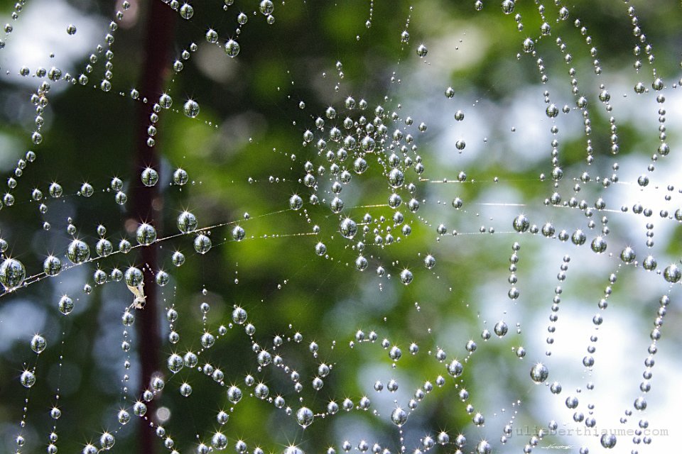 IMGP2743 toile-etoiles