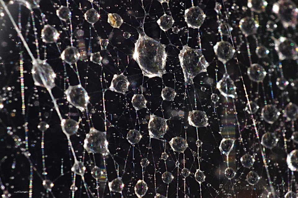 IMGP3294 julie-berthiaume